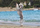 BEDLINGTON TERRIER 051